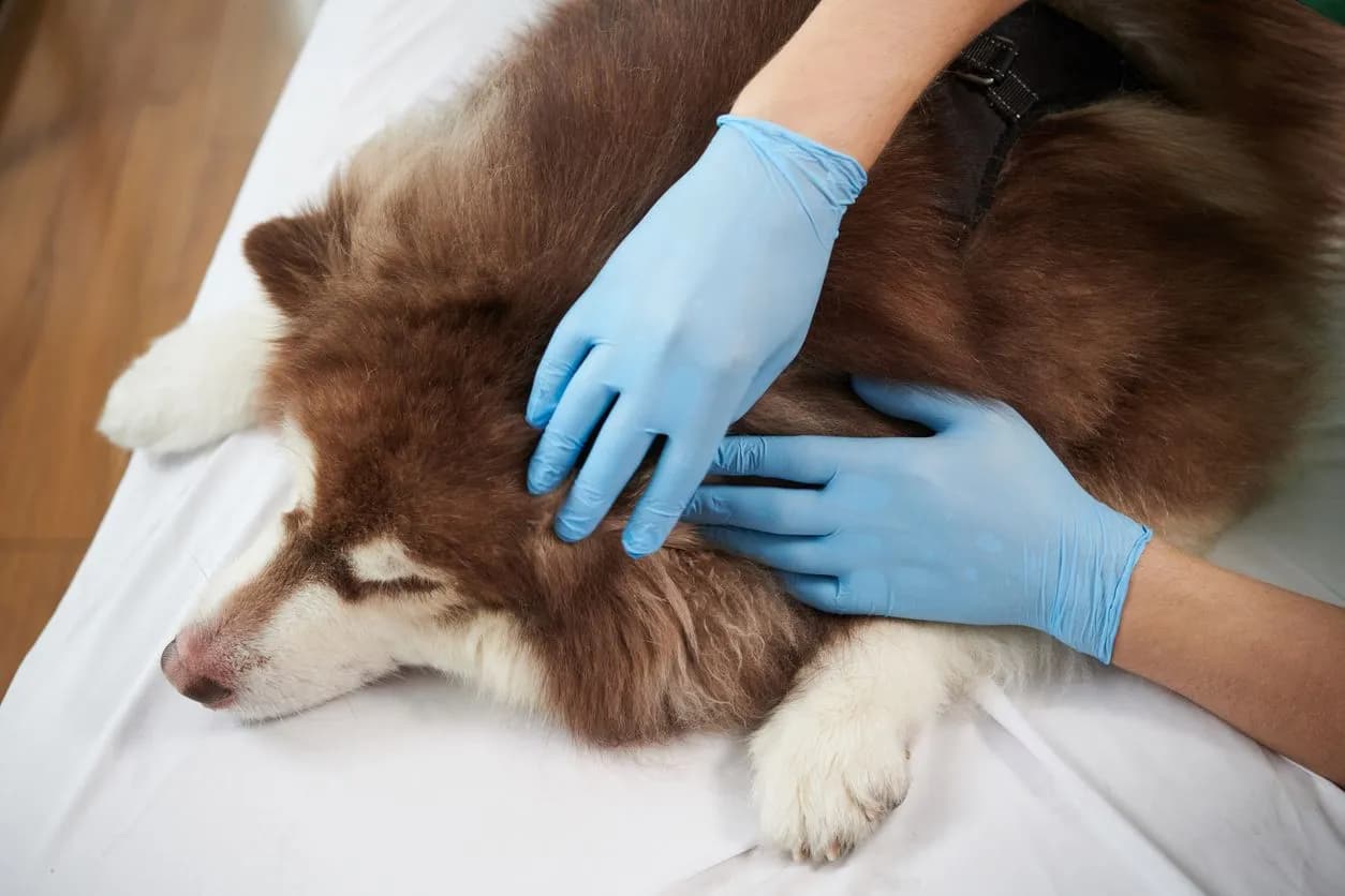 Pemphigus Foliaceus: Symptoms & Treatment Guide