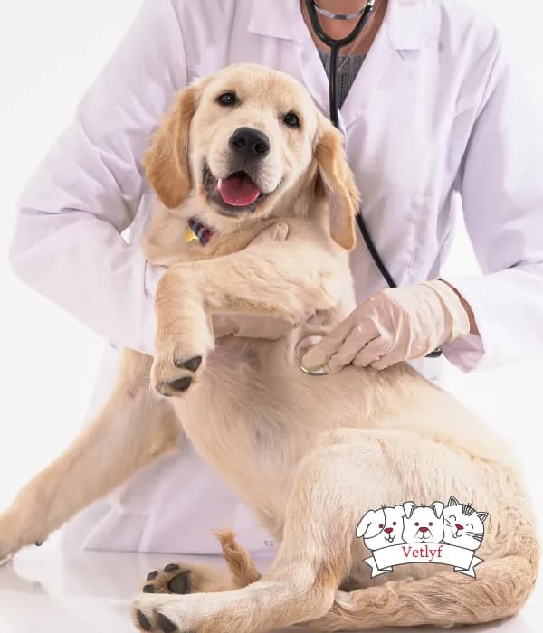 Avoid Dog Upset Stomachs: Tips & Solutions