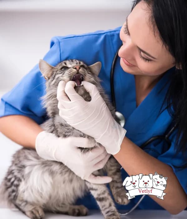 Diagnosing and Treating Feline Heart Disease