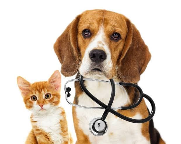 Dog Seizures: Spot, Respond, and Treat Effectively