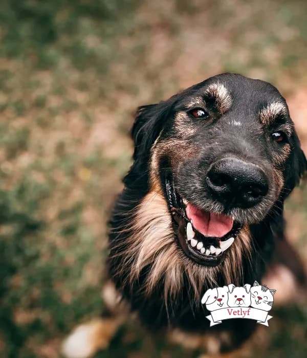 5 Shocking Facts About Dog Vaccinations You Never Knew!