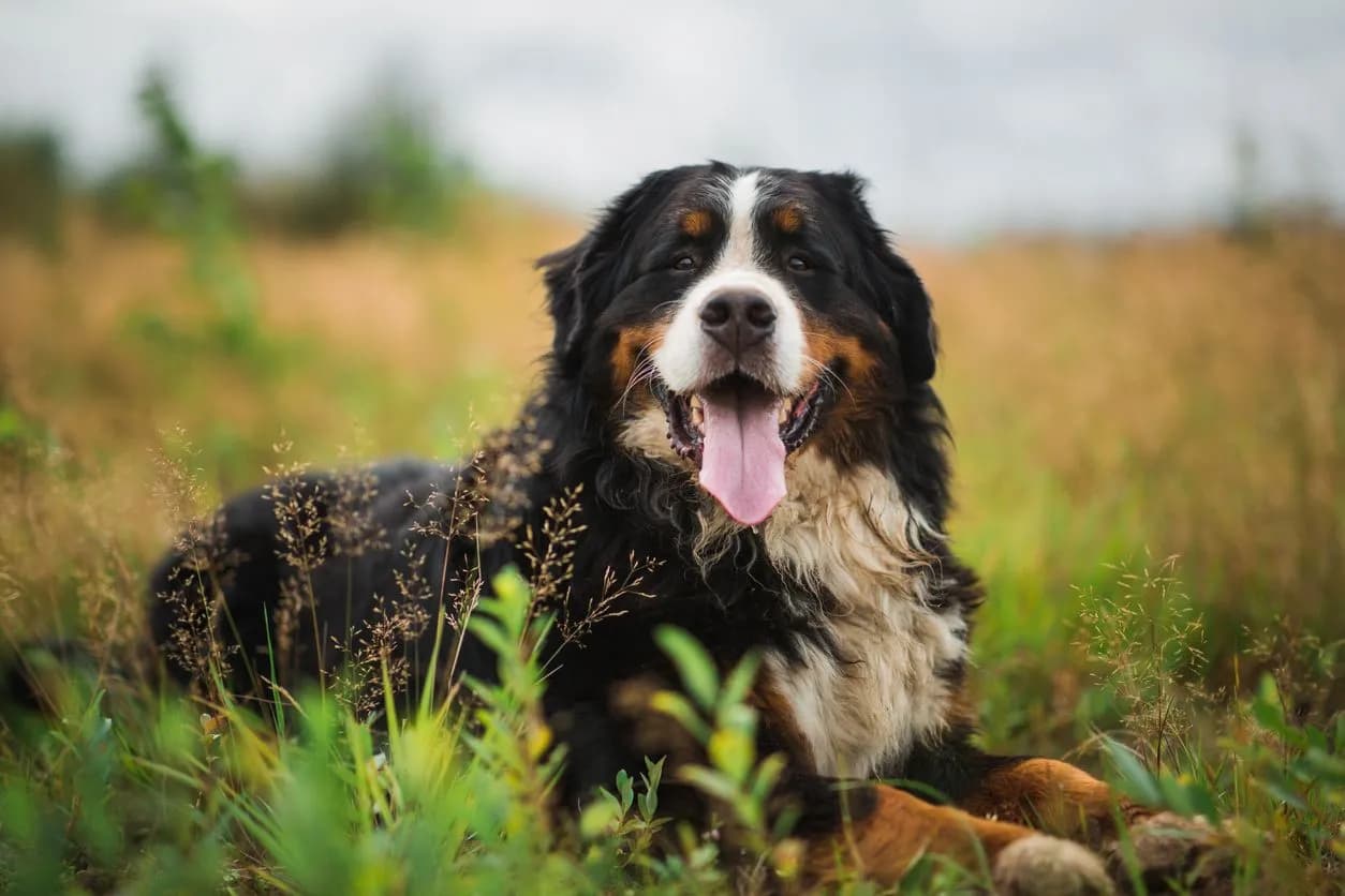 Dog Jaundice: Signs, Causes & Treatment Explained