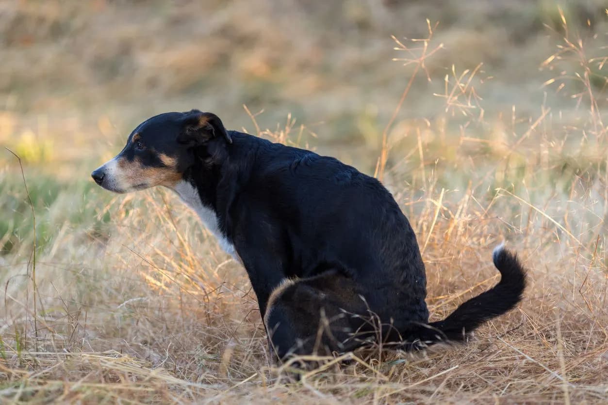 Understanding Anal Sac Diseases in Dogs: A Guide
