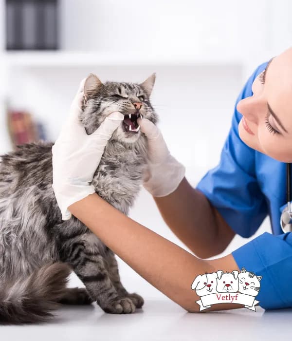 Cat Dental Pain Signs