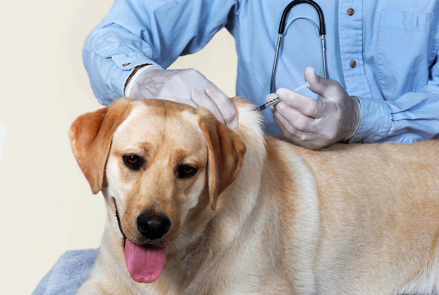 Dog Annual Vaccination