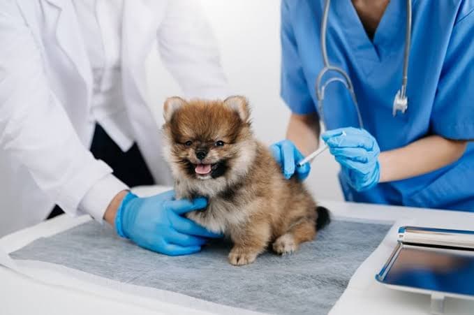 Puppy Annual Vaccination