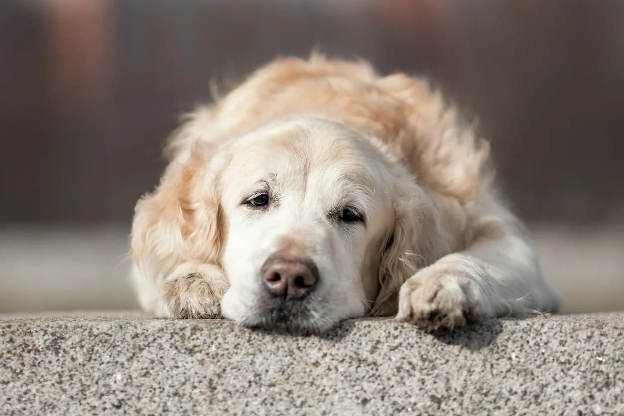 Managing Separation Anxiety in Dogs: Behavioural Training, Crate Training for Dogs and More